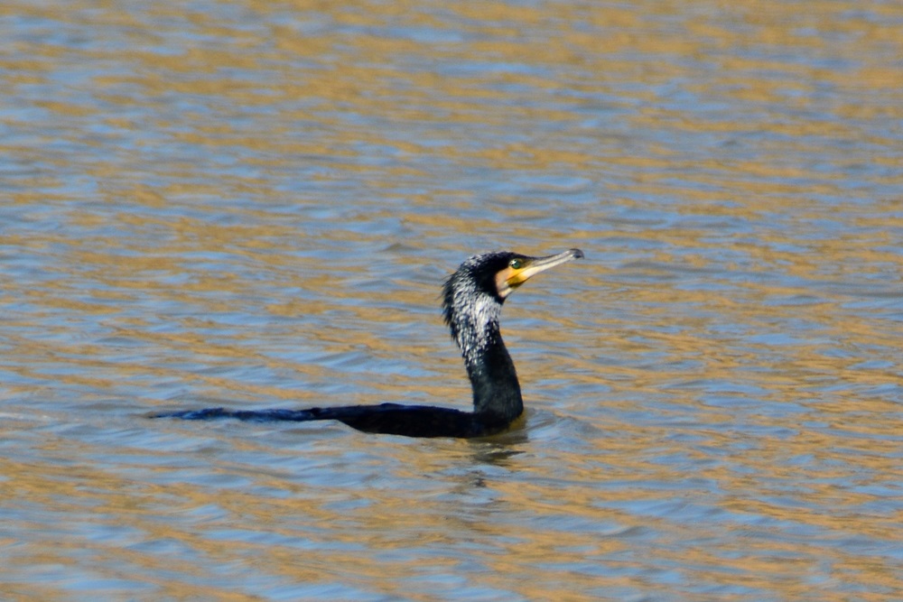 Great Cormorant