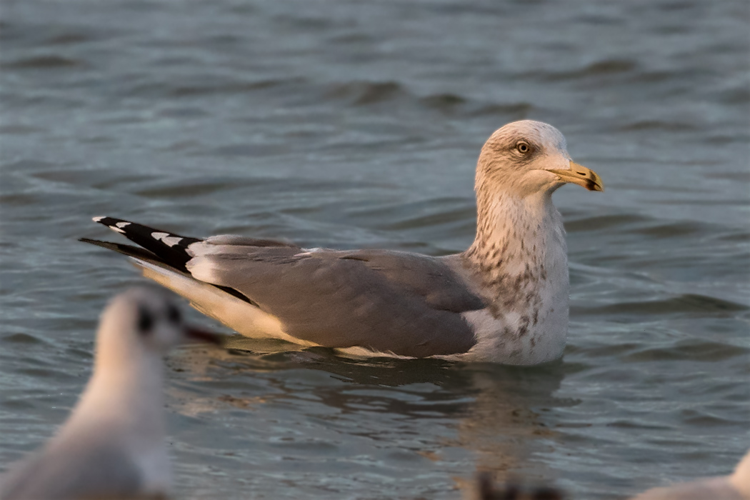 European Herring Gull