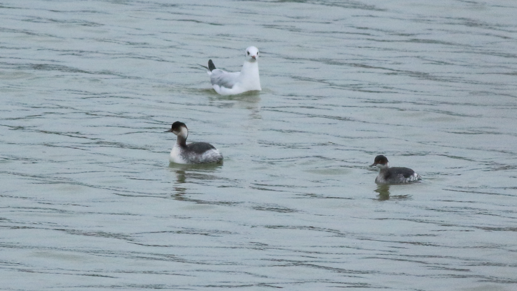 Black-necked Grebe