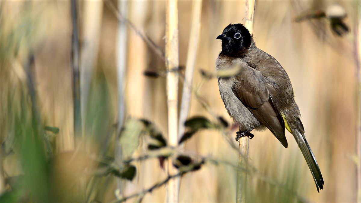 White-spectacled Bulbul