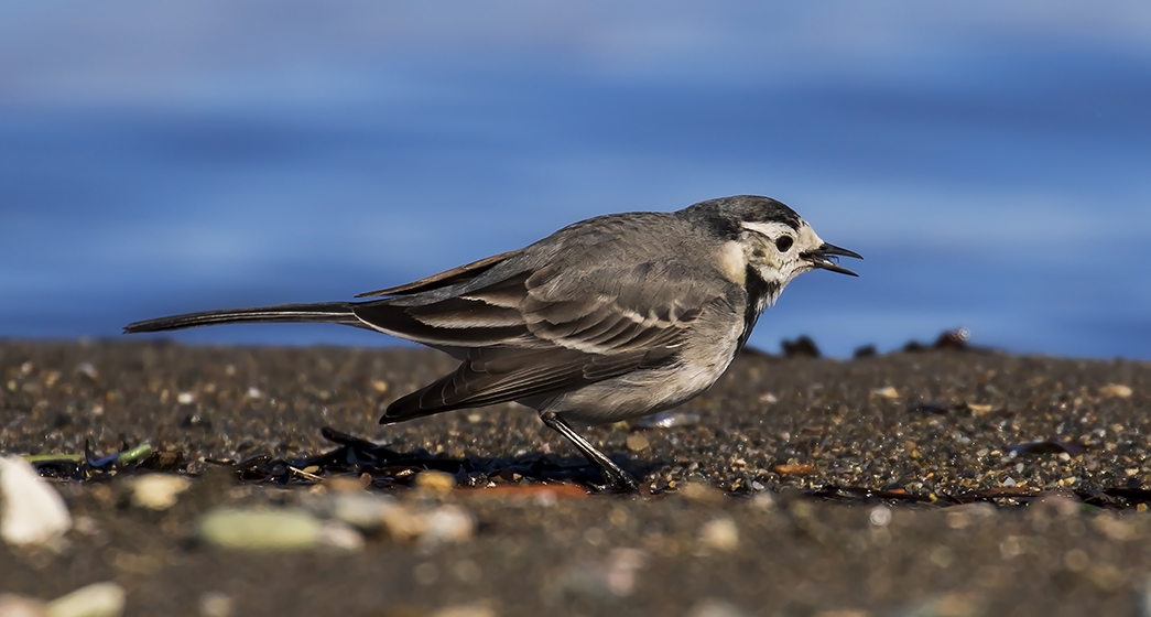 White Wagtail