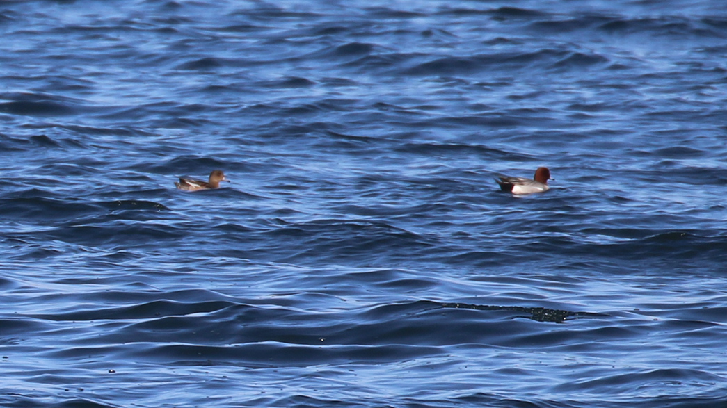 Eurasian Wigeon