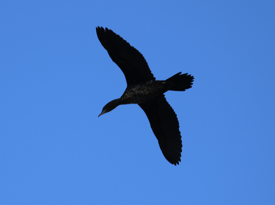 Pygmy Cormorant