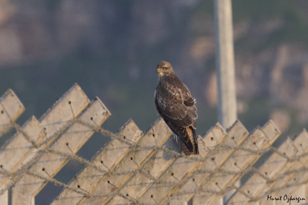 Common Buzzard