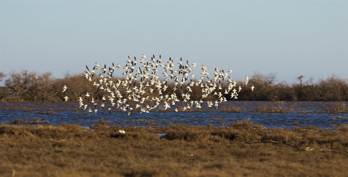 Dunlin