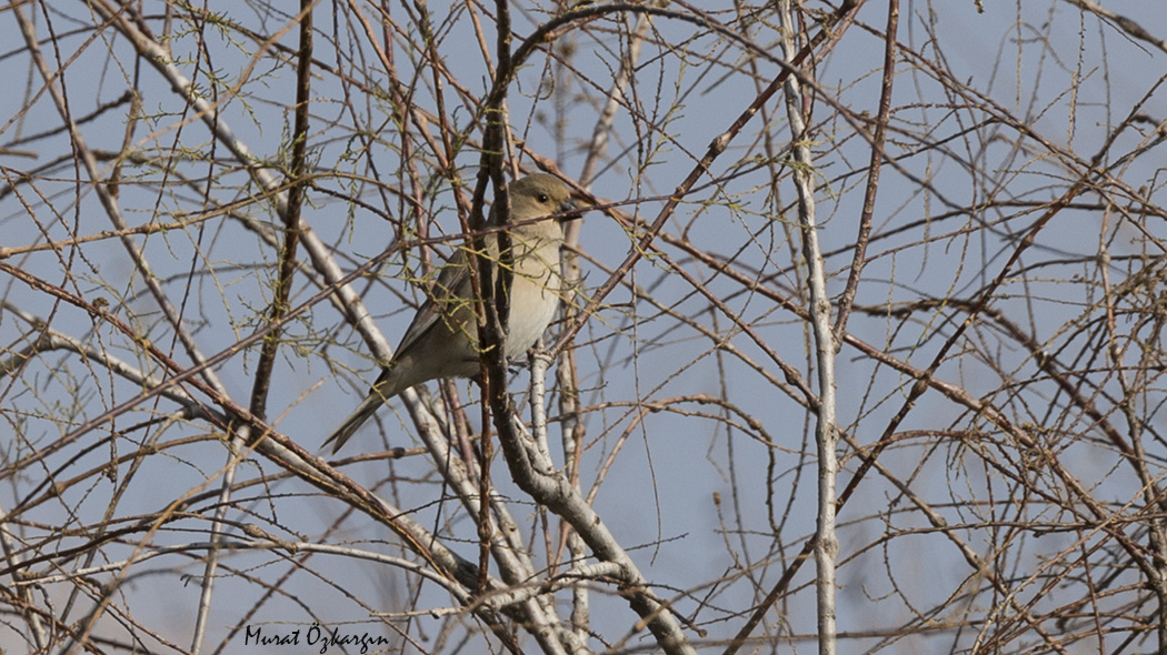 Desert Finch