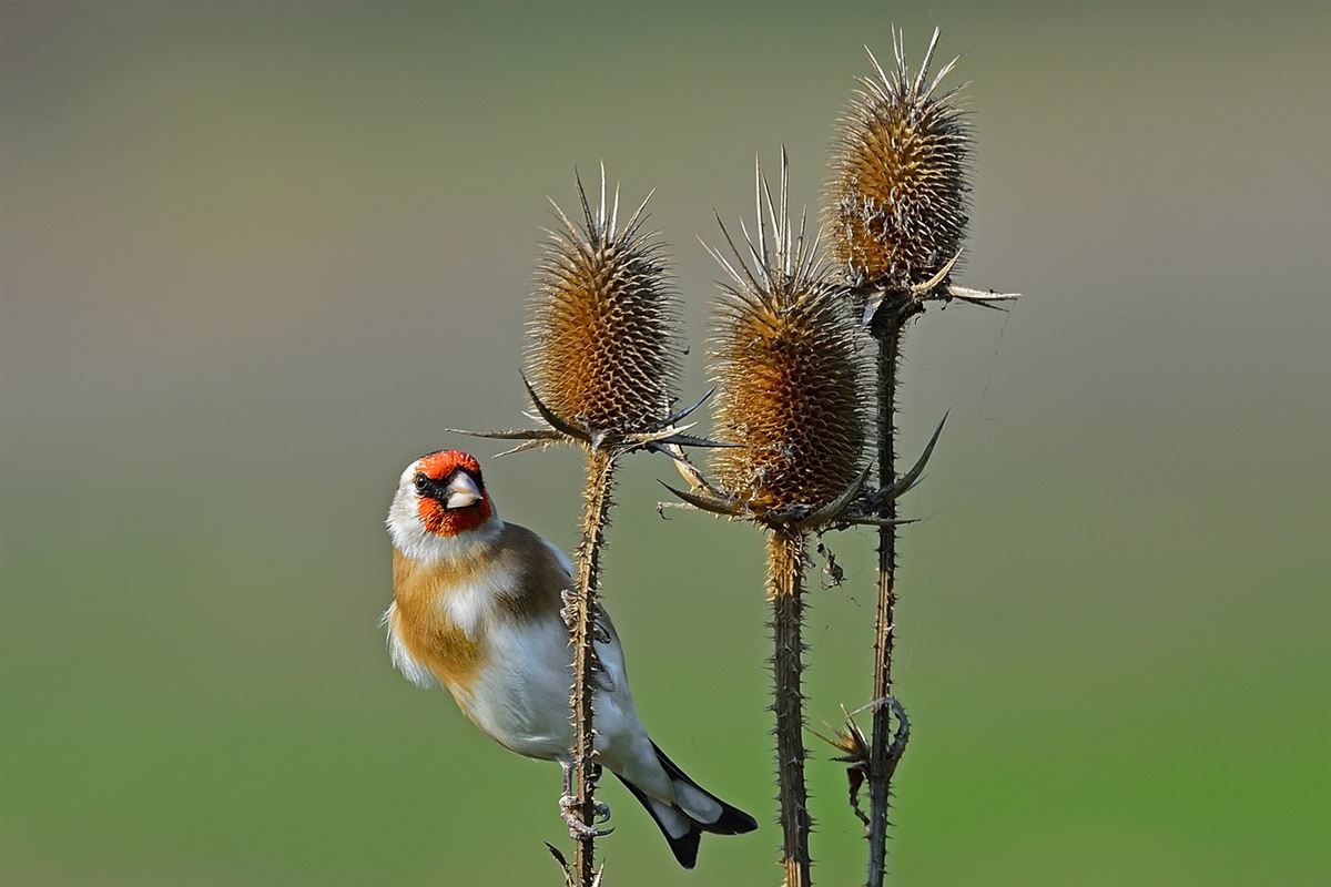 European Goldfinch