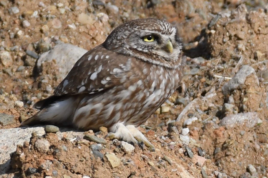 Little Owl