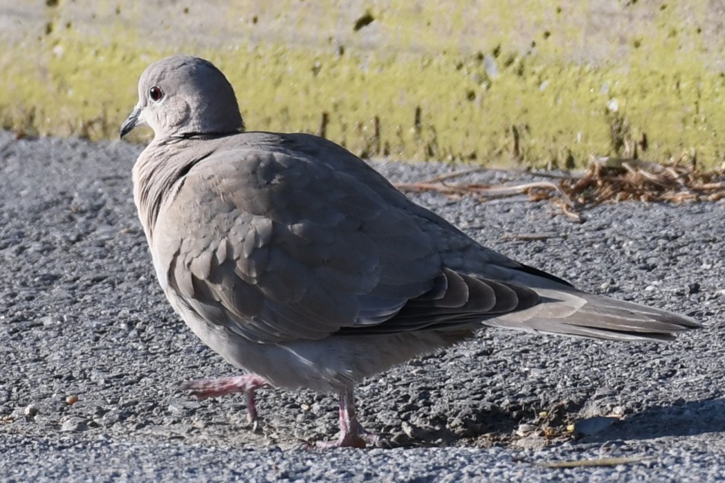 Eurasian Collared Dove