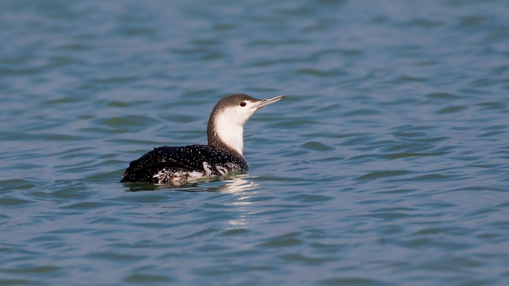 Red-throated Loon