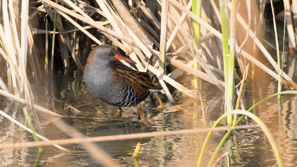 Water Rail
