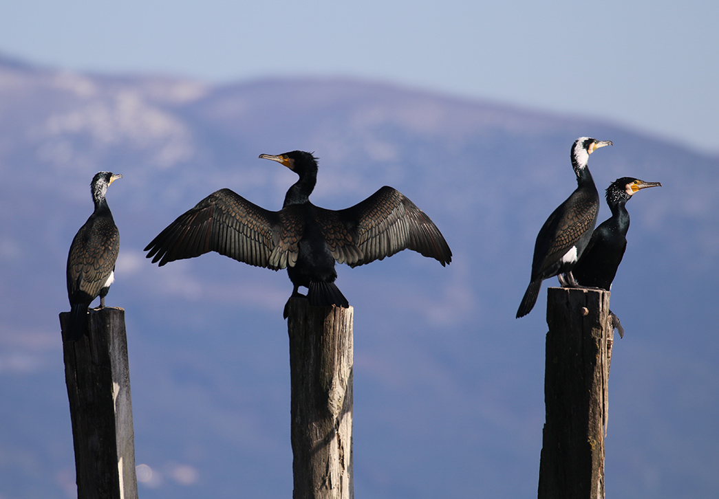Great Cormorant