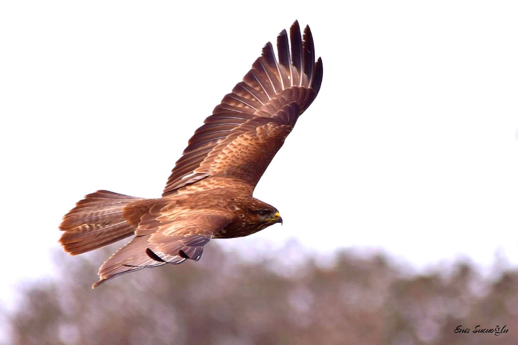 Common Buzzard