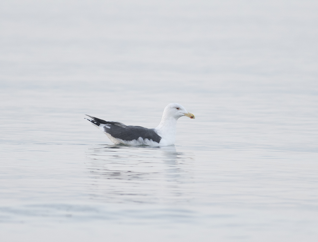 Great Black-backed Gull