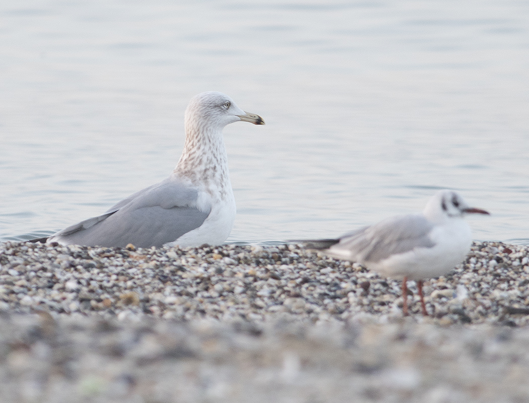 European Herring Gull
