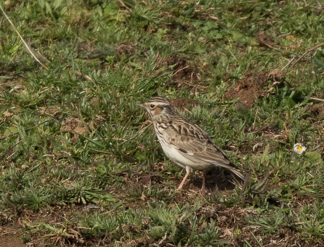 Woodlark