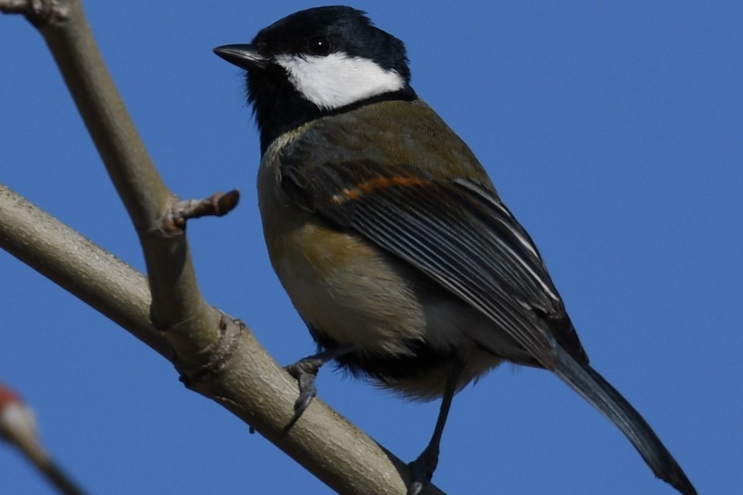 Great Tit