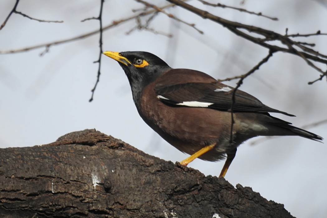 Common Myna