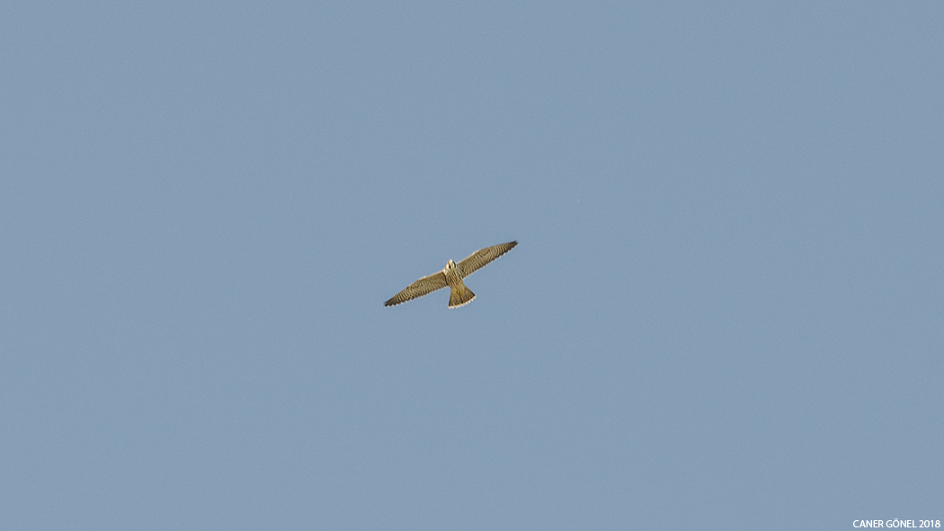 Peregrine Falcon