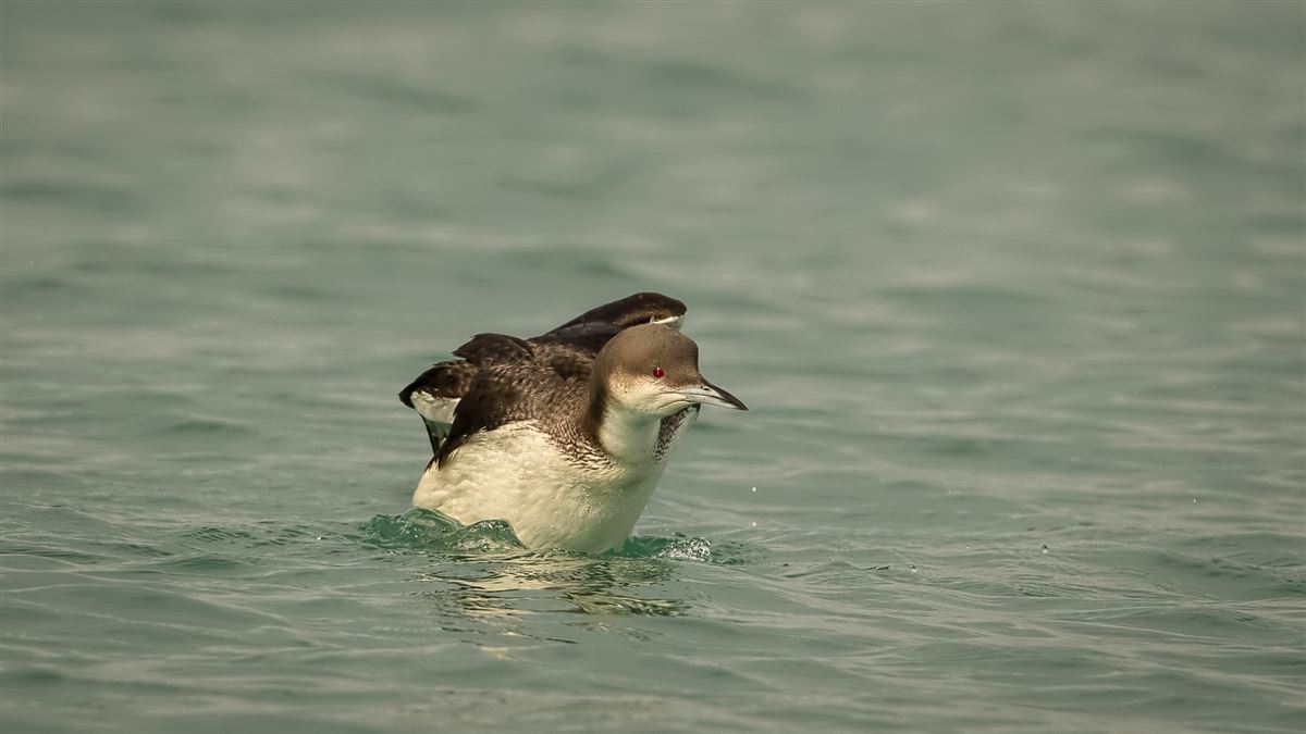 Black-throated Loon