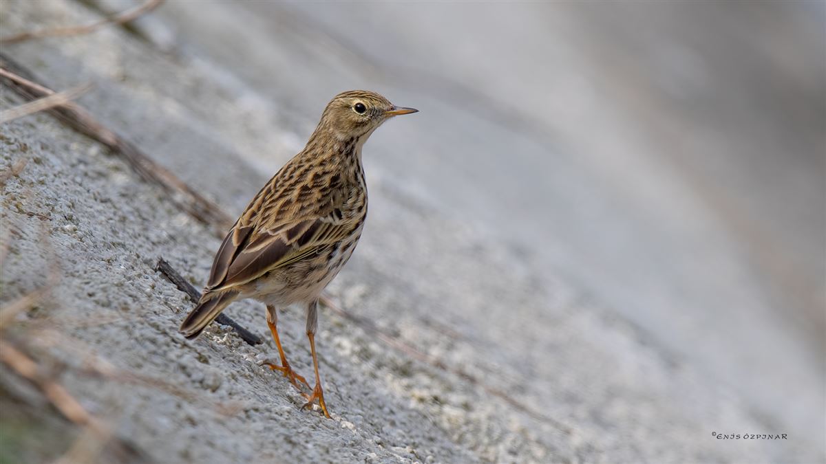 Meadow Pipit