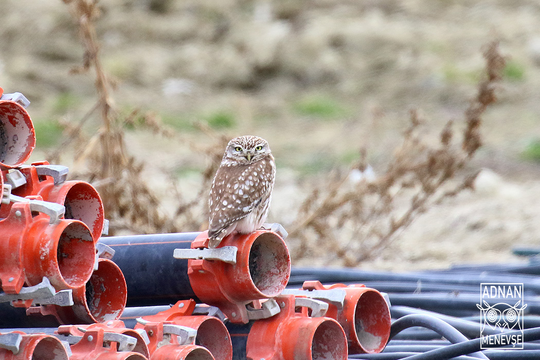Little Owl