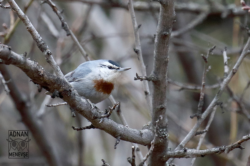 Krüper`s Nuthatch