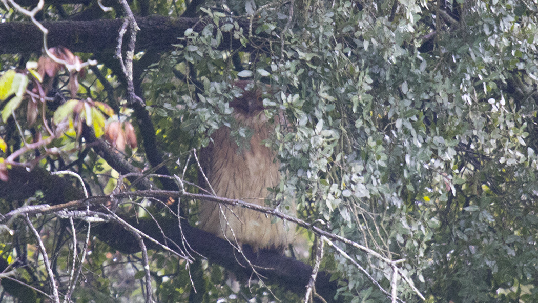 Brown Fish Owl