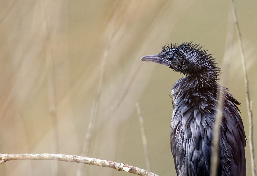 Pygmy Cormorant