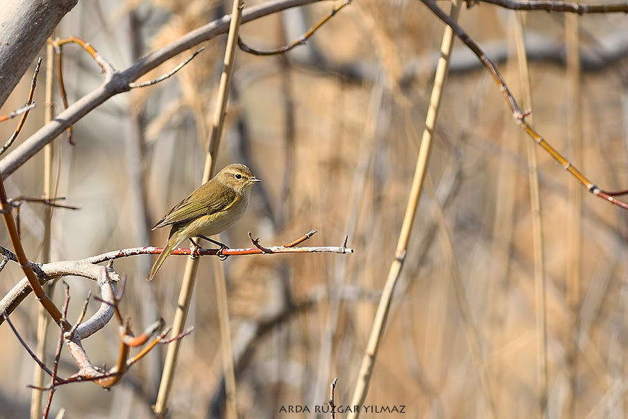 Common Chiffchaff