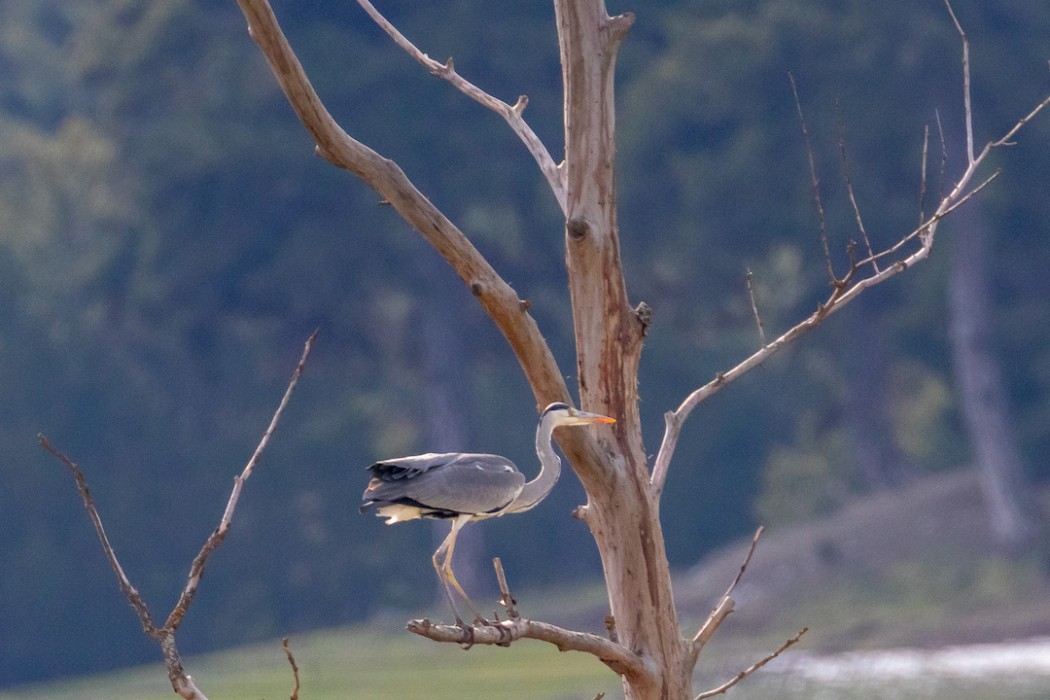 Grey Heron