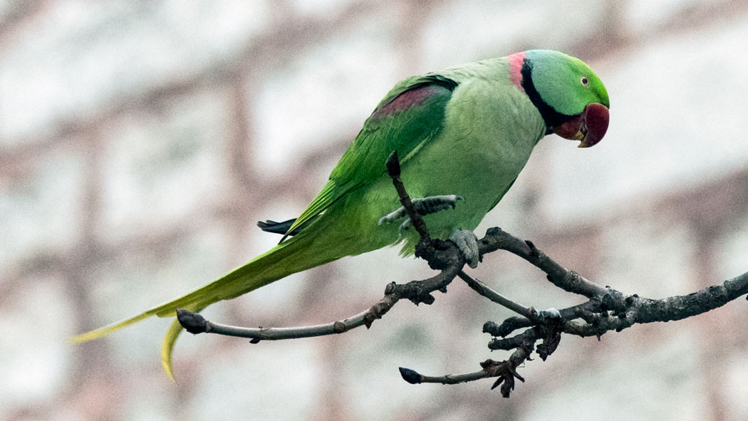 Alexandrine Parakeet