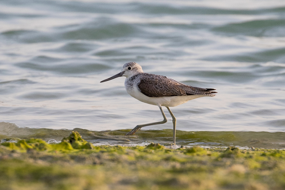 Common Greenshank