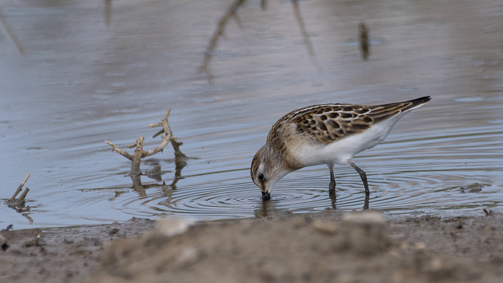 Dunlin
