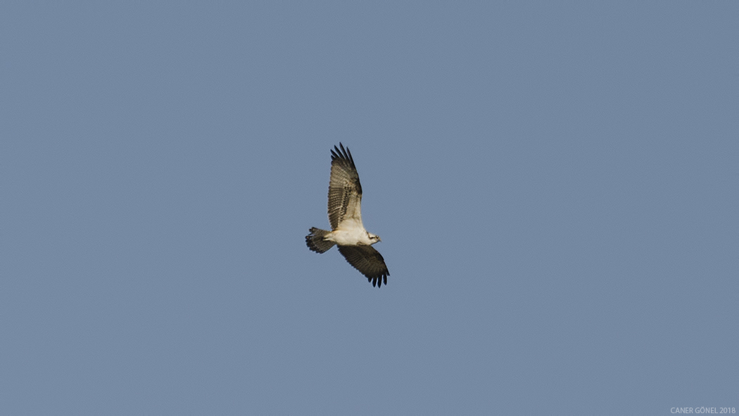 Osprey