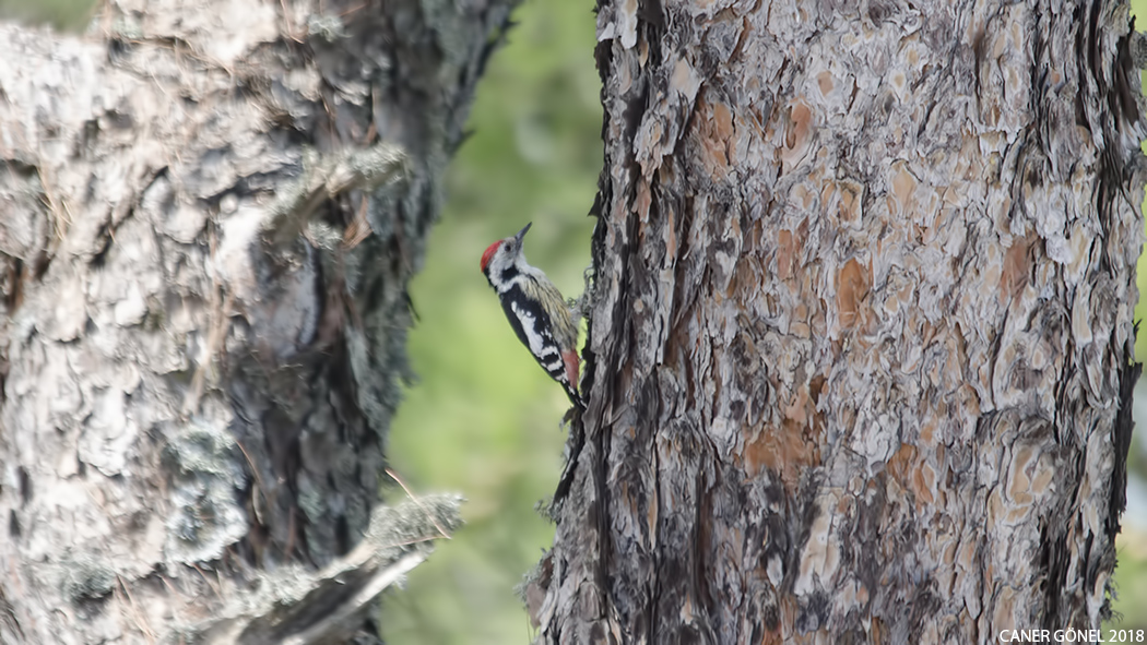Middle Spotted Woodpecker