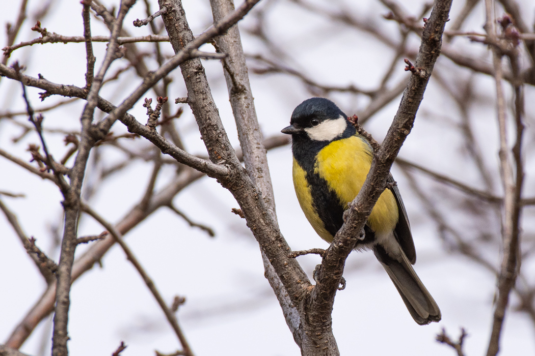 Great Tit