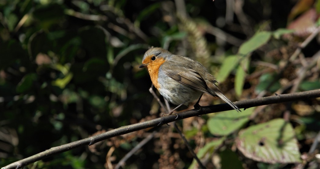 European Robin