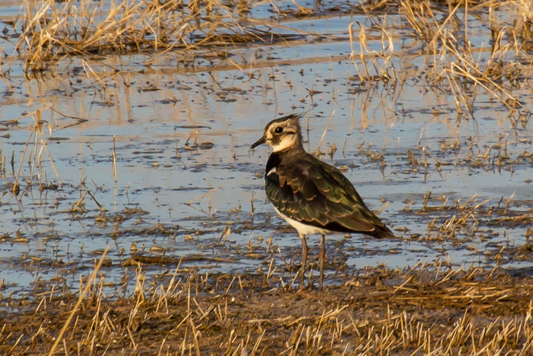 Northern Lapwing