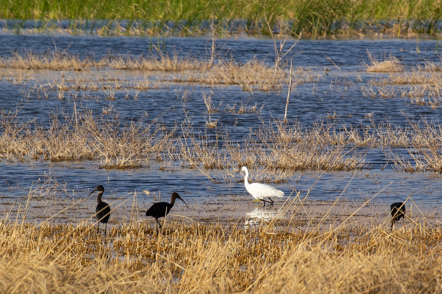 Glossy Ibis