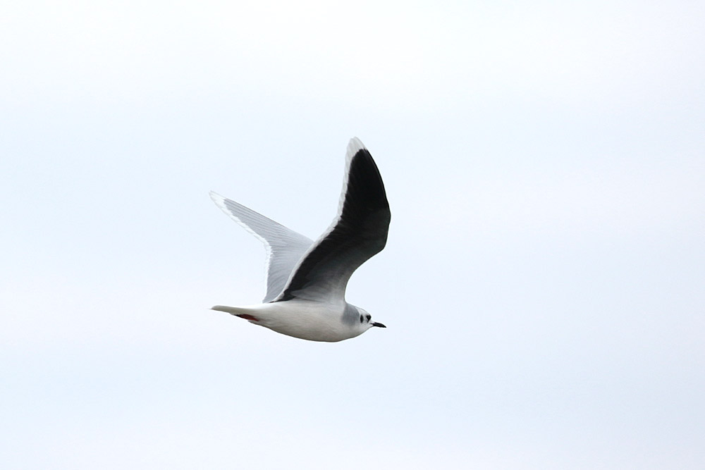 Little Gull