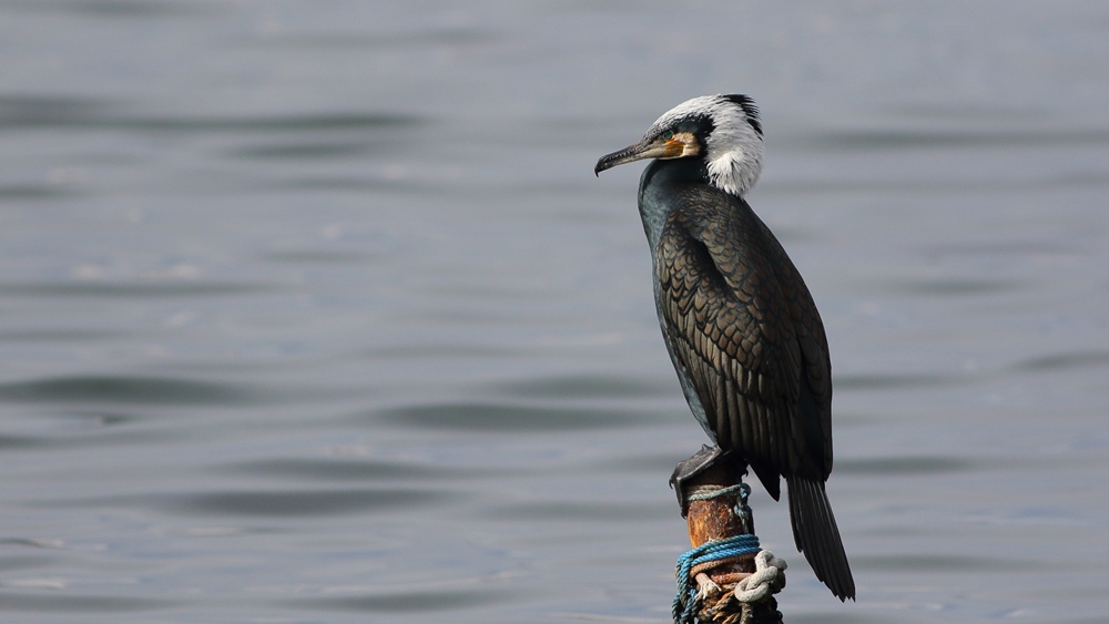 Great Cormorant