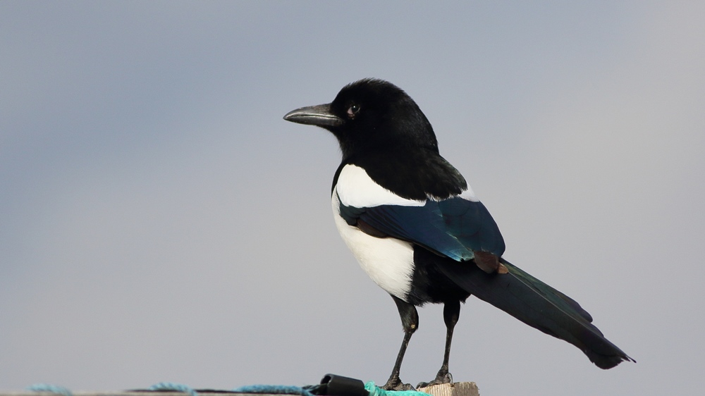 Eurasian Magpie