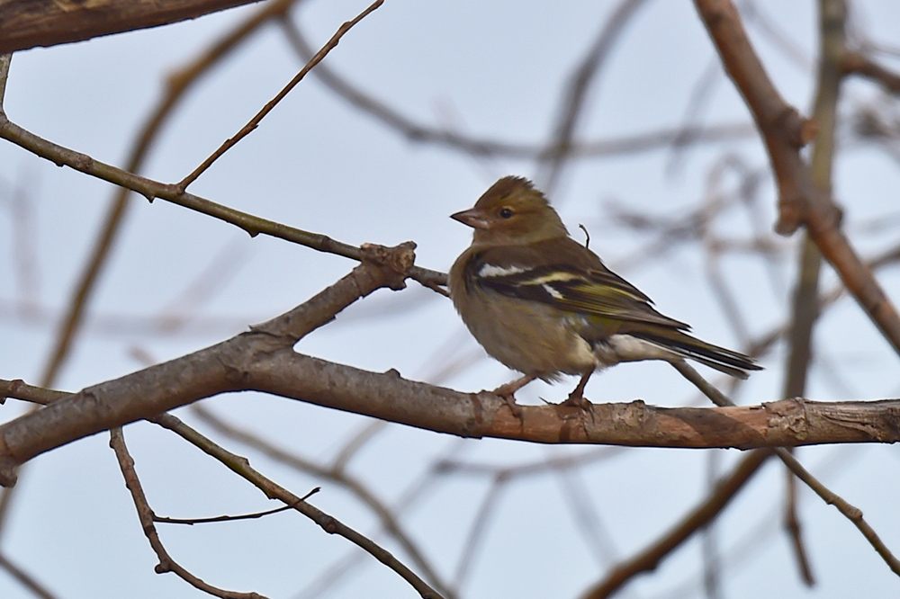 Eurasian Chaffinch