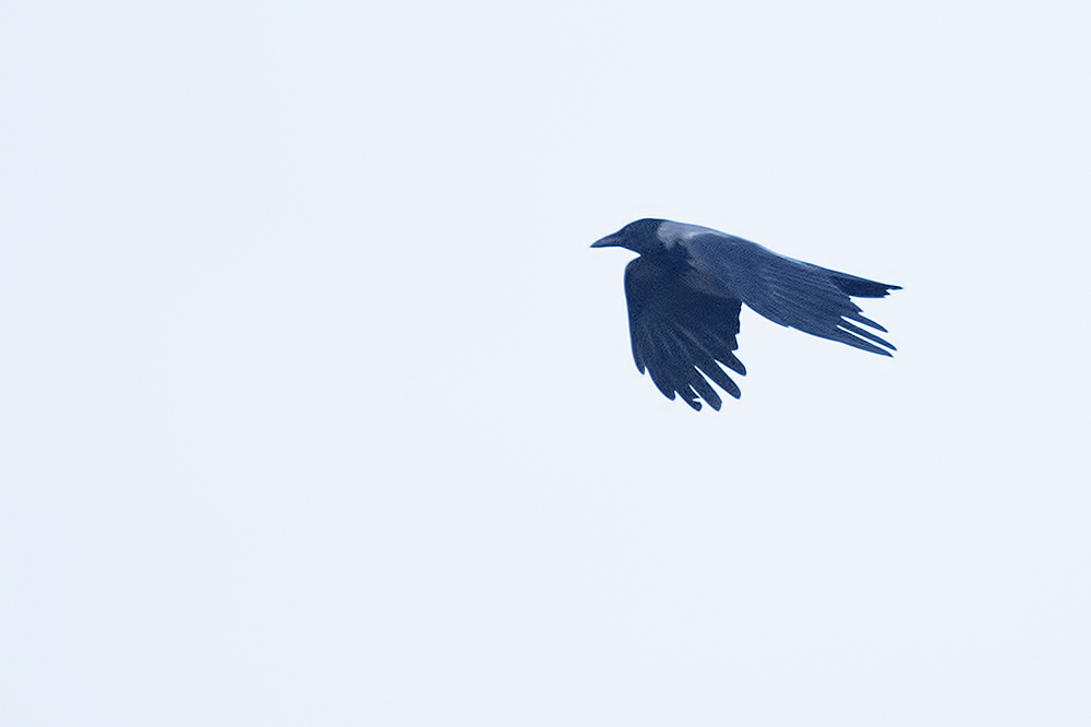 Hooded Crow