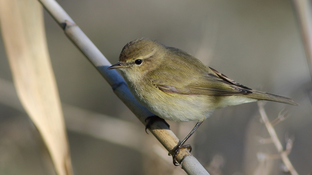 Common Chiffchaff
