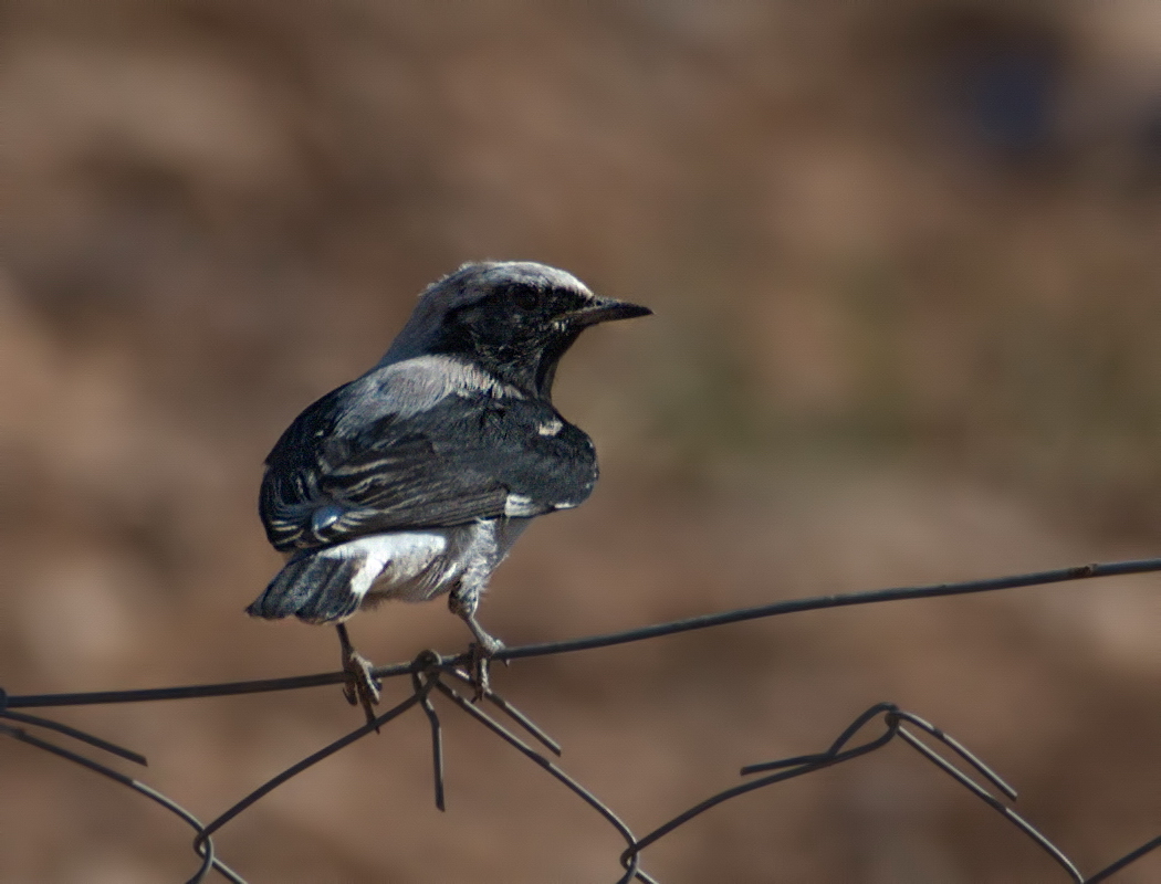 Finsch`s Wheatear