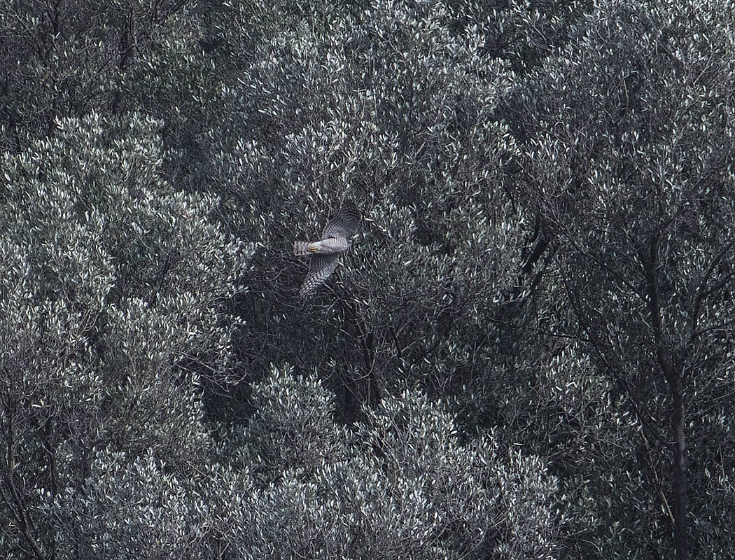 Eurasian Goshawk