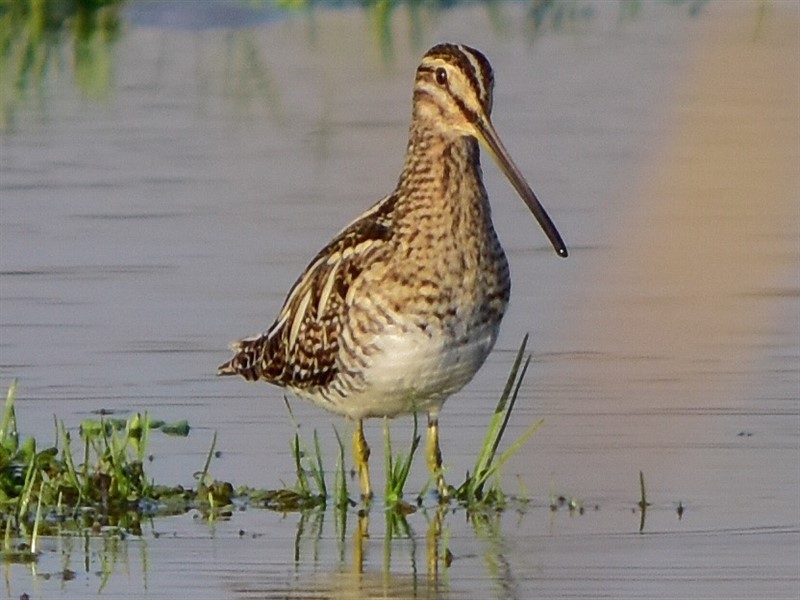 Common Snipe