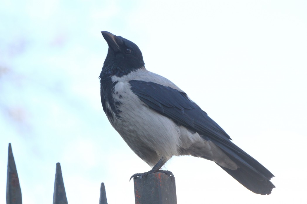 Hooded Crow